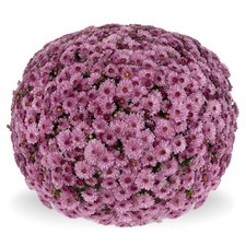Perfect plants chrysanthemum for sale  HAILSHAM