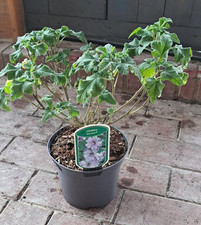 Garten busch malve gebraucht kaufen  Rinteln