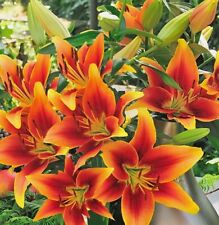 Zwiebeln asiatische lilien gebraucht kaufen  Kaiserslautern
