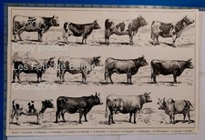 Races vaches gravure d'occasion Races vaches gravure d'occasion  Beaumont-de-Lomagne