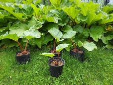 Victoria rhubarb plant for sale  Harbor Beach