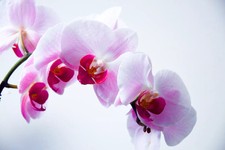 Beauty spring pink for sale  USA