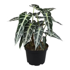 Alocasia bambino air for sale  Denver