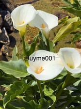 Pond plant calla for sale  Downey