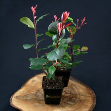 Glanzmispel photinia little gebraucht kaufen  Mönchengladbach