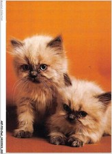 Akpp10 0785 chat d'occasion  France