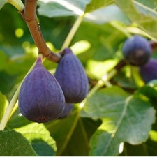 Fig sultane tree for sale  SOUTHAMPTON