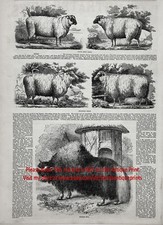 southdown sheep for sale southdown sheep for sale Lake Villa