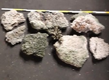 Aquarium echte korallensteine gebraucht kaufen  Rimbach