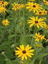 Sonnenhut rudbeckia goldsturm gebraucht kaufen  Königs Wusterhausen
