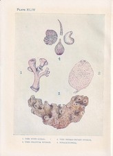 1907 coral sponge for sale  BIDEFORD