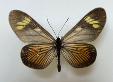 Acraeidae actinote rhodope d'occasion  Expédié en Belgium