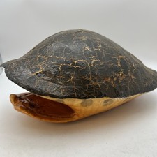 Real snapping turtle for sale  Albemarle