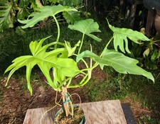 Philodendron lacerum plant for sale  Hollywood