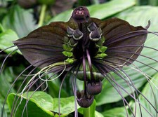 Tacca chantrieri semi usato  Reggio Calabria