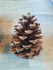 Extra large pine for sale  BOURNEMOUTH