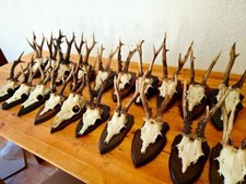 Taxidermy hirsch geweih gebraucht kaufen  Tholey