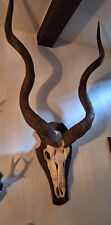 Schöne jagdtrophäe kudu gebraucht kaufen  Neunkirchen