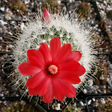 Mammillaria senilis snowball for sale  Tucson