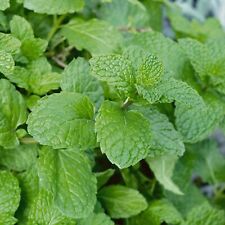 Mint garden mint for sale  KEIGHLEY
