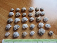 Mini schneckenhäuser schnecke gebraucht kaufen  Wartenberg