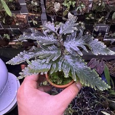 Selaginella sp. indonesia for sale  San Jose