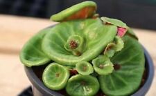 Crassula umbella winecup for sale  Temecula