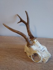 Deer skull decoration d'occasion  Expédié en Belgium
