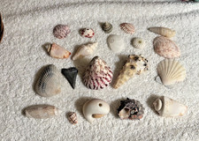 Collection seashells shark for sale  Apex