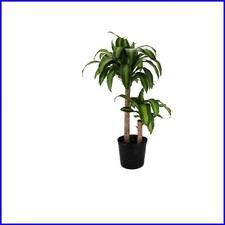 Drought tolerant inch for sale  Gloucester City