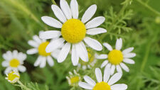 Roman chamomile seeds for sale  Deltona