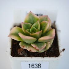 Exact plant echeveria for sale  BEXHILL-ON-SEA