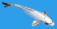 Live koi fish for sale  Lewisville