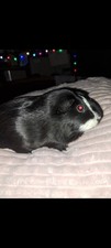 Guinea pigs cage for sale  Spartanburg