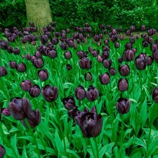 Queen night tulips for sale  SPALDING