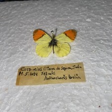 Rare moroccan orange for sale  CAERNARFON