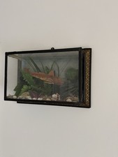 Taxidermy glass cased for sale  UCKFIELD