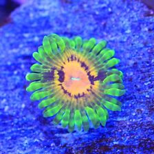 Marvin martian zoa for sale  Placentia