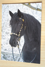 Cavallo cartolina horse usato  Spedire a Italy