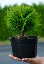 Thuja ccidentalis danica gebraucht kaufen  Templin