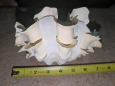 Large fluted squamosa for sale  Isanti