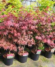 Acer palmatum bloodgood gebraucht kaufen  Kranenburg