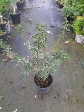 Acer palmatum shishigashira gebraucht kaufen  Dillingen a.d.Donau