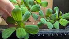 Large quality dwarf for sale  STOKE-ON-TRENT