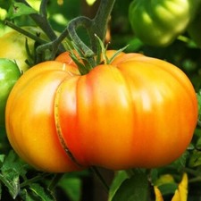 Graines tomate ananas d'occasion  Cahors