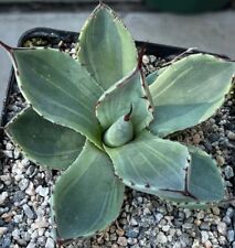 Agave parryi truncata for sale  Encinitas