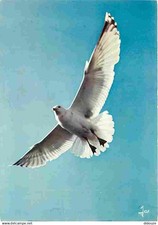 Animaux oiseaux goeland d'occasion  Fruges