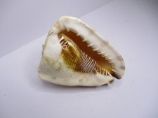 Natural seashell horned for sale  Petersburg