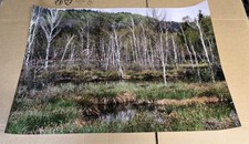 Poster 50x70 wald gebraucht kaufen  Zörbig