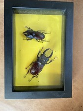 Real framed stag for sale  North Ridgeville
